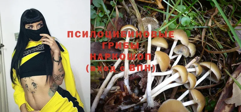 Галлюциногенные грибы Psilocybe  Мышкин 